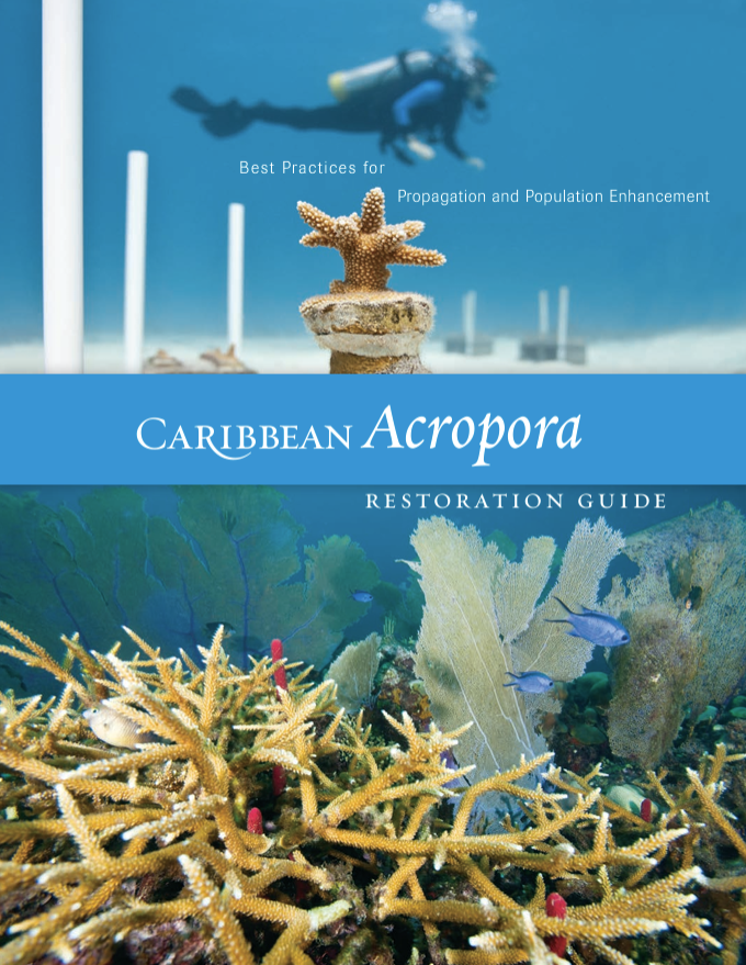 Caribbean Acropora Restoration Guide pdf cover